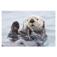 Fotografie Yesterday I caught a fish thiiis big! - Otter. Alaska, Roman Golubenko, 40 × 26.7 cm