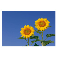 Fotografie Two sunflowers  against clear blue, Martin Ruegner, 40 × 26.7 cm