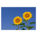 Fotografie Two sunflowers  against clear blue, Martin Ruegner, 40 × 26.7 cm