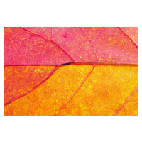 Fotografie Autumn Leaf Close-Up, borchee, 40 × 26.7 cm