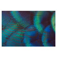 Fotografie close-up peacock feathers, BirdHunter591, 40x26.7 cm