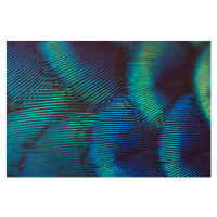 Fotografie close-up peacock feathers, BirdHunter591, 40 × 26.7 cm