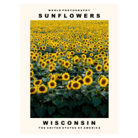 Fotografie Sunflowers (Wisconsin, USA), 30 × 40 cm