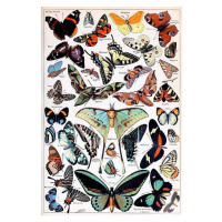 Obrazová reprodukce Illustration of  Butterflies and Moths c.1923, Millot, Adolphe Philippe, 26.