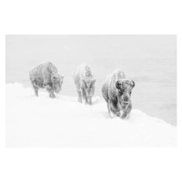 Fotografie Three bison covered in hoarfrost, jared lloyd, 40 × 26.7 cm