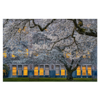 Fotografie Morning at University of Washington, LydiaJacobs, 40 × 26.7 cm