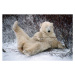 Fotografie Polar Bear Lying in Snow, George D. Lepp, 40 × 26.7 cm