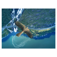 Fotografie Kestrel flying above ocean, rocky land,, Stanislaw Pytel, 40 × 30 cm