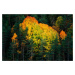 Umělecká fotografie Fall colors trees, Javier Pardina, (40 x 26.7 cm)