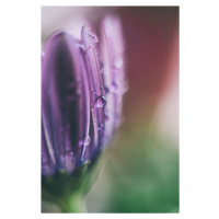 Umělecká fotografie Raindrop on a lilac flower, Javier Pardina, (26.7 x 40 cm)