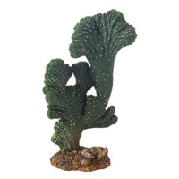 Hobby Kaktus Victoria 22 cm