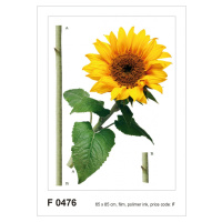 F 0476 AG Design Samolepicí dekorace - samolepka na zeď - Sunflower, velikost 65 cm x 85 cm