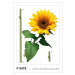 F 0476 AG Design Samolepicí dekorace - samolepka na zeď - Sunflower, velikost 65 cm x 85 cm