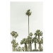 Fotografie Vintage palm tree  paradise, Melanie Viola, 26.7 × 40 cm