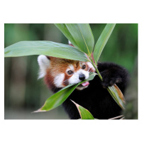 Fotografie red panda, Freder, (40 x 30 cm)