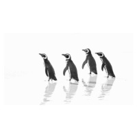 Umělecká fotografie Magellanic Penguin Marching Out to Sea, Vicki Jauron, Babylon and Beyond Pho