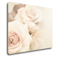 Impresi Obraz Růže světlé - 90 x 70 cm