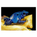 Fotografie Dendrobates azureus (blue poison dart frog), Paul Starosta, 40 × 26.7 cm