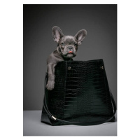 Umělecká fotografie Female blue French Bulldog puppy in a handbag., Tim Platt, (30 x 40 cm)