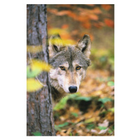 Fotografie Gray Wolf Peeking Around a Tree, John Conrad, (26.7 x 40 cm)