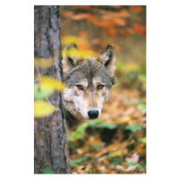 Fotografie Gray Wolf Peeking Around a Tree, John Conrad, 26.7 × 40 cm