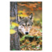 Umělecká fotografie Gray Wolf Peeking Around a Tree, John Conrad, (26.7 x 40 cm)