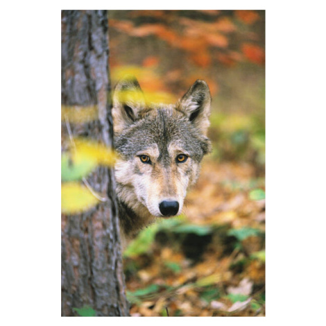 Fotografie Gray Wolf Peeking Around a Tree, John Conrad, 26.7 × 40 cm