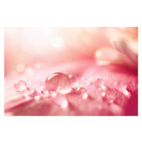 Fotografie Beautiful transparent drops of water or, Larysa Pashkevich, 40x26.7 cm