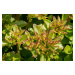Rozchodník pochybný 'Splendens' - Sedum spurium 'Splendens', Květník o průměru 9 cm