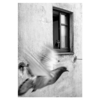 Fotografie Mission impossible II, Alex Lo, (26.7 x 40 cm)