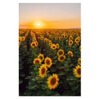 Fotografie Sunflower field, Olga Rolenko, 26.7 × 40 cm