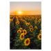 Fotografie Sunflower field, Olga Rolenko, 26.7 × 40 cm