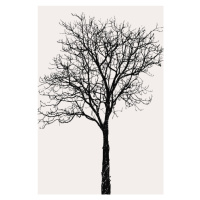 Ilustrace Black Birch, Kubistika, 26.7 × 40 cm