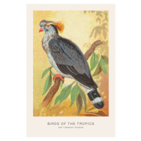 Ilustrace The Topknot Pigeon (Birds of the Tropics) - George Harris, (26.7 x 40 cm)