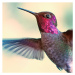 Fotografie Anna's hummingbird, by Ed Sweeney, 40 × 40 cm