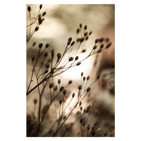 Fotografie Autumn Lights, Mareike Böhmer, 26.7x40 cm