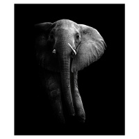 Umělecká fotografie Elephant!, WildPhotoArt, (35 x 40 cm)