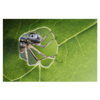 Fotografie At the Window, Alberto Ghizzi Panizza, 40 × 26.7 cm