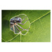 Fotografie At the Window, Alberto Ghizzi Panizza, (40 x 26.7 cm)