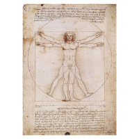 Umělecký tisk Vitruviánský muž, Leonardo Da Vinci, (50 x 70 cm)