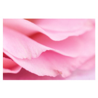 Fotografie Tender pink petals close up, TorriPhoto, 40 × 26.7 cm