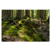 Fotografie Sunny spring forest in Carpathian mountains., Mny-Jhee, 40 × 26.7 cm