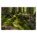 Fotografie Sunny spring forest in Carpathian mountains., Mny-Jhee, 40x26.7 cm