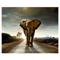 FTN XXL 0438 AG Design vliesová fototapeta 4-dílná - Elephant, velikost 360 x 270 cm