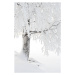 Umělecká fotografie Snow and frost covered birch tree on riverbank, Eerik, (26.7 x 40 cm)