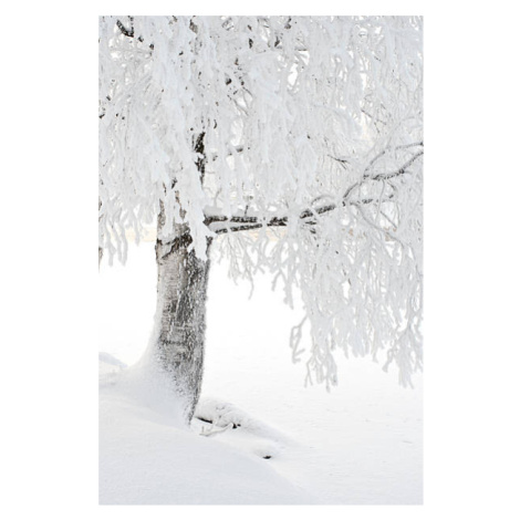 Fotografie Snow and frost covered birch tree on riverbank, Eerik, (26.7 x 40 cm)