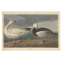 Obrazová reprodukce Snow goose, 1837, John James (after) Audubon, 40 × 26.7 cm