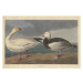 Obrazová reprodukce Snow goose, 1837, John James (after) Audubon, 40 × 26.7 cm