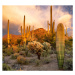 Ilustrace Saguaro National Park sunset, Brad McGinley Photography, 40 × 40 cm