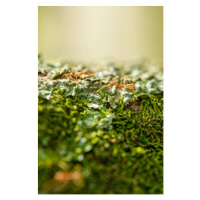 Fotografie Two weaver ants on a lichen, Jordan Lye, (26.7 x 40 cm)